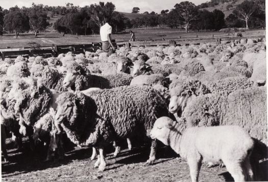 Sheep in the yards at Erindale, view facing north. Shows the driveway to Kambah Road. Ralph Chambers is in the centre of the photograph.