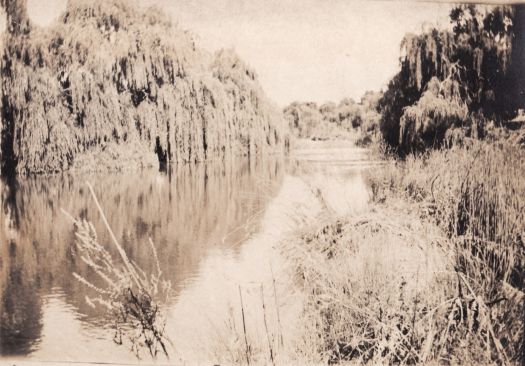 A view along the Molonglo River with willow trees overhanging the water