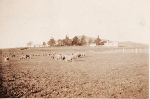 St John's church area showing sheep grazing in the foreground. Now a part of the suburb of Reid.