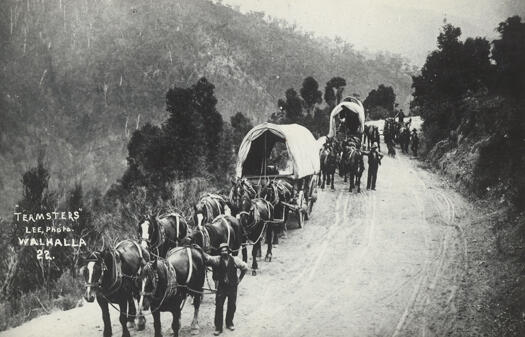 Photo shows three horse teams pulling covered wagons, coming around a cutting near Walhalla, Victoria