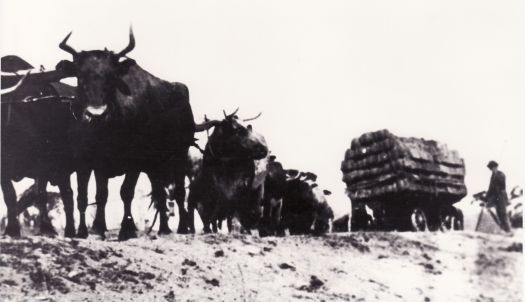 Bullock team at Collector pulling a wagon loaded with wool