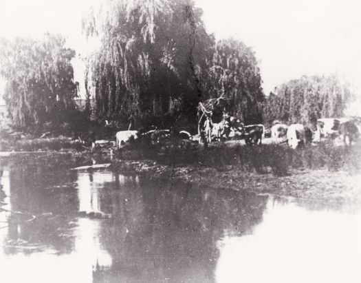 Molonglo River at Acton ford, men with cattle