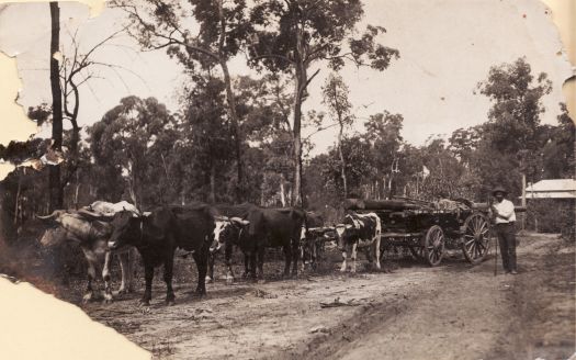 Bullock wagon