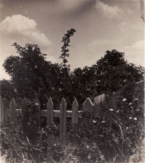 Fence and bushes