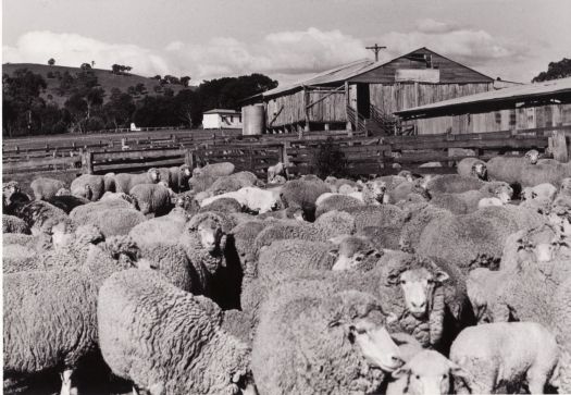 Sheep outside Erindale shearing shed looking north east to Mt Wanniassa.