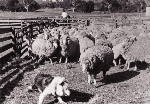 Yarded sheep, near Erindale shearing shed, looking north. Shows Ralph Chambers, who managed the property on behalf of the lessee, John Garran.