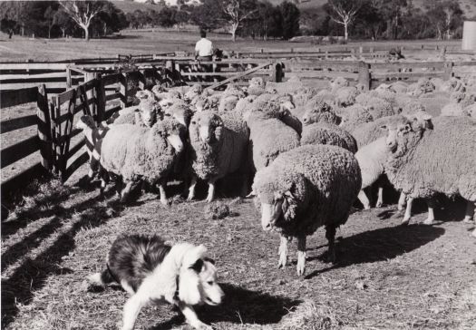 Yarded sheep near Erindale shearing shed