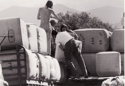 Loading wool bales onto truck, Erindale shearing shed. Property manager Ralph Chambers bending over the sheep.