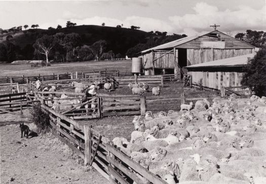 Yarded sheep, near Erindale shearing shed, looking north. Ralph Chambers (manager) is in the middle.