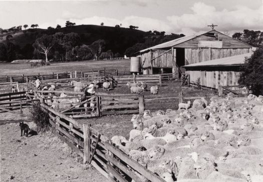 Yarded sheep