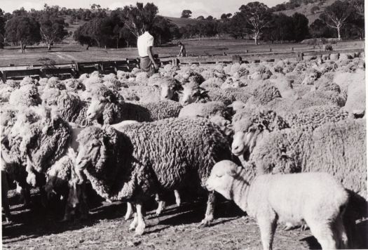 Sheep in yards at Erindale