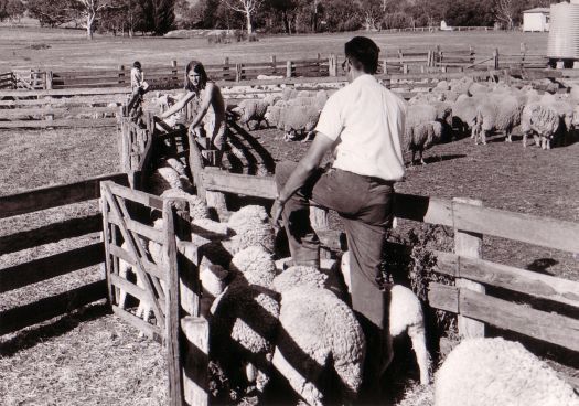 Drafting sheep at Erindale. Ralph Chambers with his back turned and his son sitting on the fence.