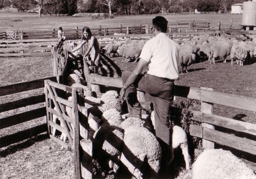 Drafting sheep at Erindale