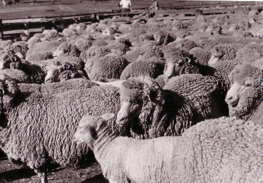 Sheep in the yards at Erindale