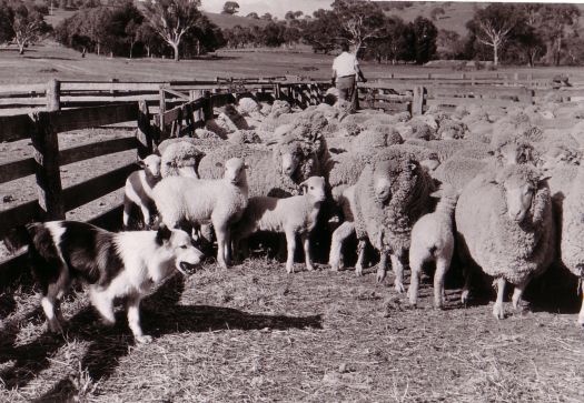 Sheep, sheep dog and Ralph Chambers in Erindale yards