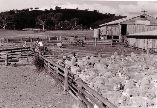 Yarded sheep near shearing shed at Erindale, looking toward Mt. Wanniassa.