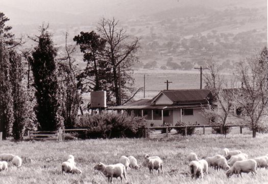 Erindale Homestead, Tuggeranong, looking south west to the mountains, with sheep grazing in the foreground.