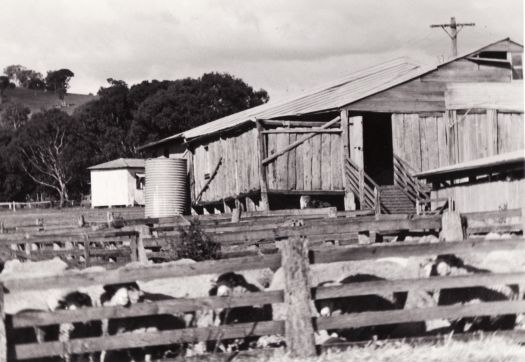 Shearing shed and yarded sheep at Erindale from south
