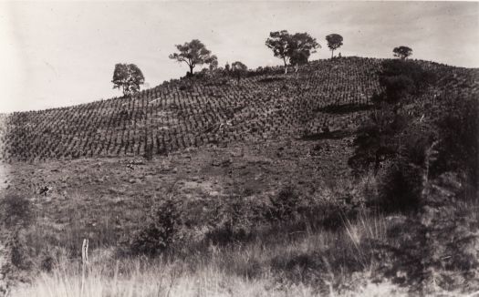 Young pine plantation on the slopes of Mt. Stromlo