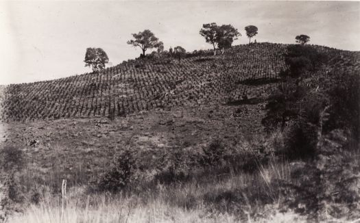 Young pine plantation