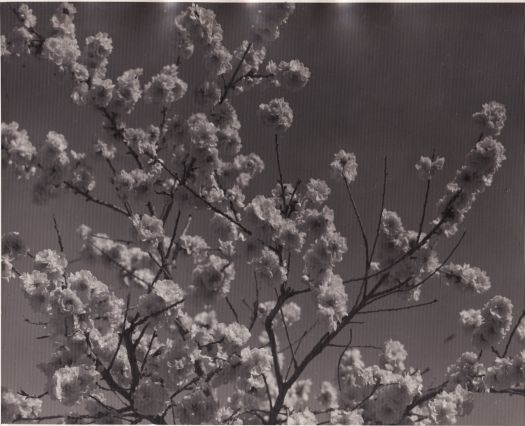 Blossoms