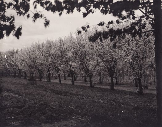 Blossom trees