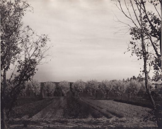 Blossom trees, Yarralumla Nursery