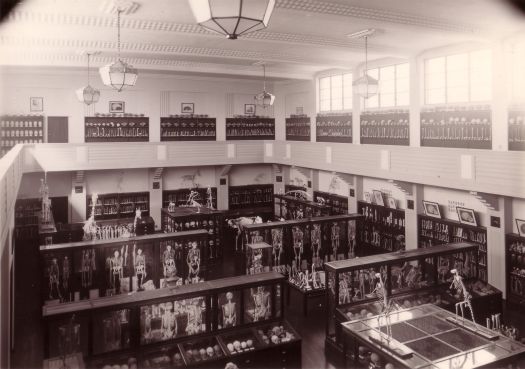 Institute of Anatomy - interior view.