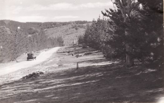 Pine forests with dirt road and car near Mt Stromlo