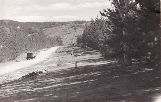 Pine forests near Mount Stromlo