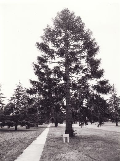 Bunya Bunya pine (araucaria bidwilli), planted 10 May 1927 by the Duke of York. Now on the corner of Kings Avenue and State Circle