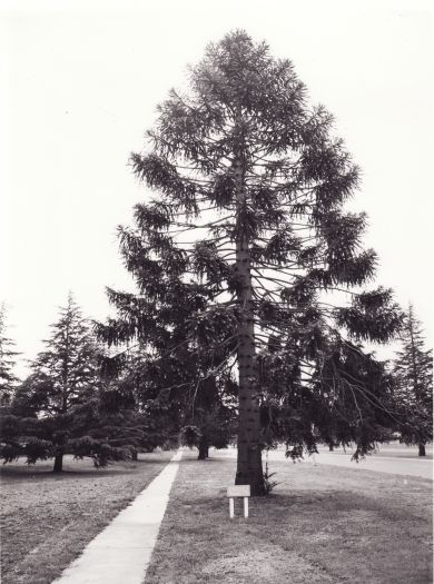 Bunya Bunya pine