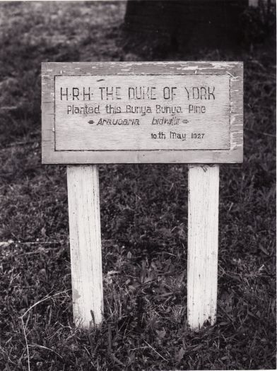 Name-plate for the bunya bunya pine, planted by the Duke of York, corner Kings Avenue and State Circle.