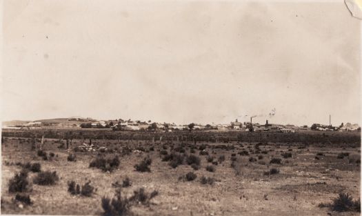 Canberra in the growing stage