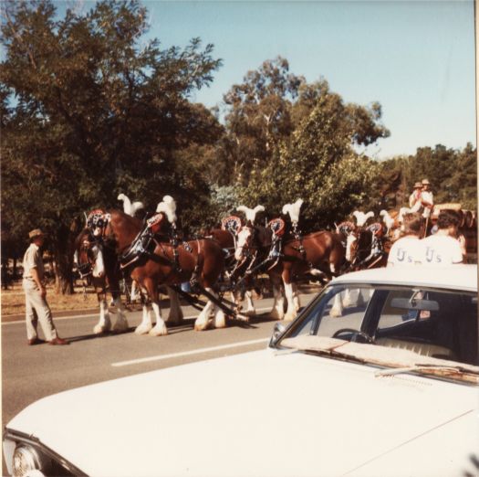 Clydesdales in Canberra Day Parade on London Circuit (near YWCA)