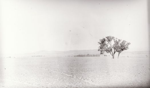Canberra plains