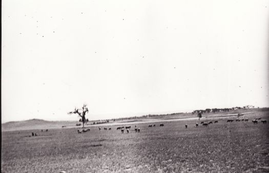 Canberra plains with sheep