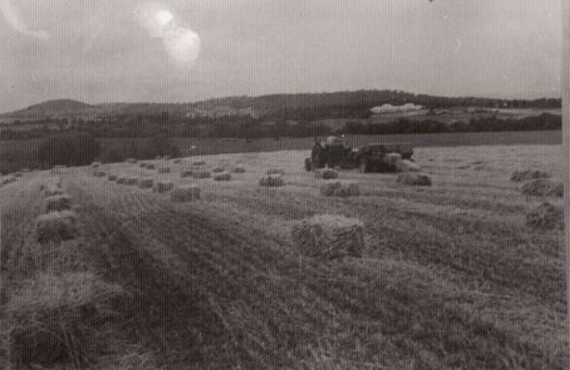 Baling hay in what became the central basin of Lake Burley Griffin. Parliament House is visible in the background and a tractor is in the middle.