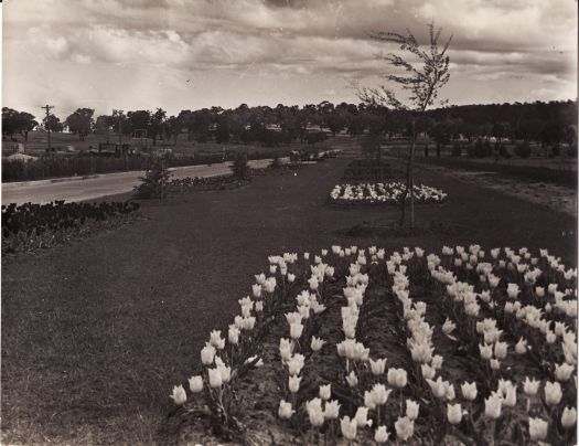 Tulips in front of Hotel Canberra