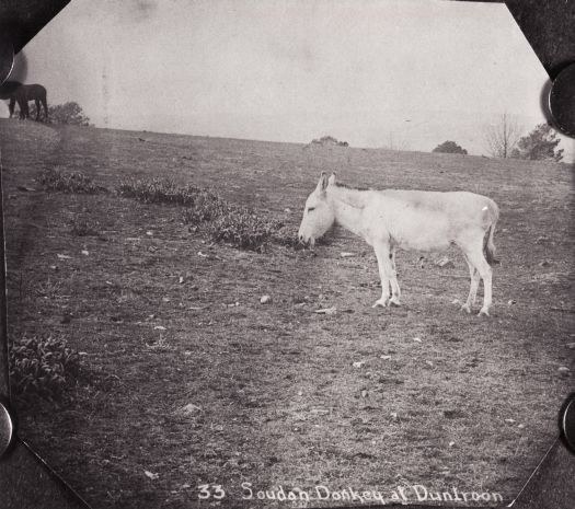 Soudan donkey at Duntroon