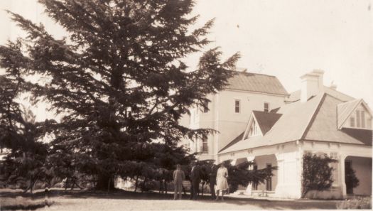 Christmas tour, historic pine tree at Government House, Yarralumla