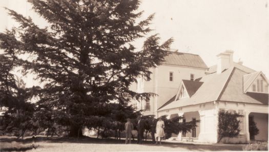 Christmas tour, historic pine tree 