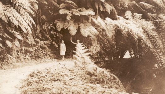 Bulga Park, Gippsland showing two women standing beneath giant ferns