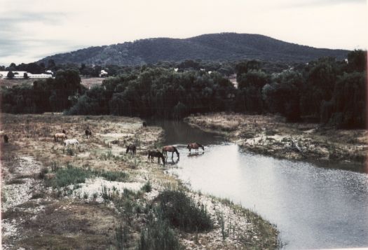 View from Commonwealth Avenue bridge to Acton cottages. Shows horses grazing in the foreground and drinking from the Molonglo River.