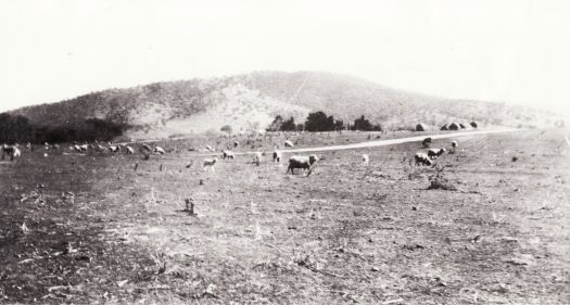 Sheep grazing at Springbank. View from the south looking towards Springbank and Black Mountain. Trees surrounding the homestead are visible in the centre and haystacks are on the right. The haystacks mark the area where the Canberra School once stood from 1880.