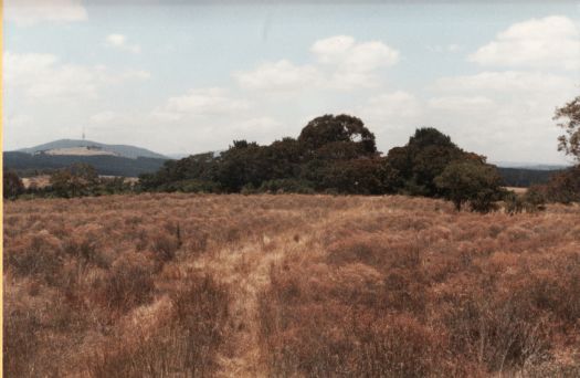 View from near Cotter Road at Curtin over a paddock and Dairy Farmers Hill to Black Mountain with tower