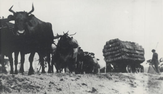 Bullock team near Collector