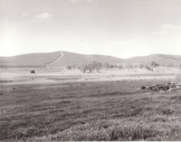 Kowen Forest relics. 'Amungula' hill in background.