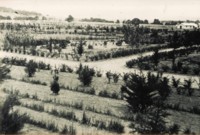 Acton Nursery, showing beds of trees. A building is in the right, middle foregound.