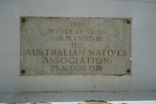 Australian Natives Association - trees on Limestone Avenue